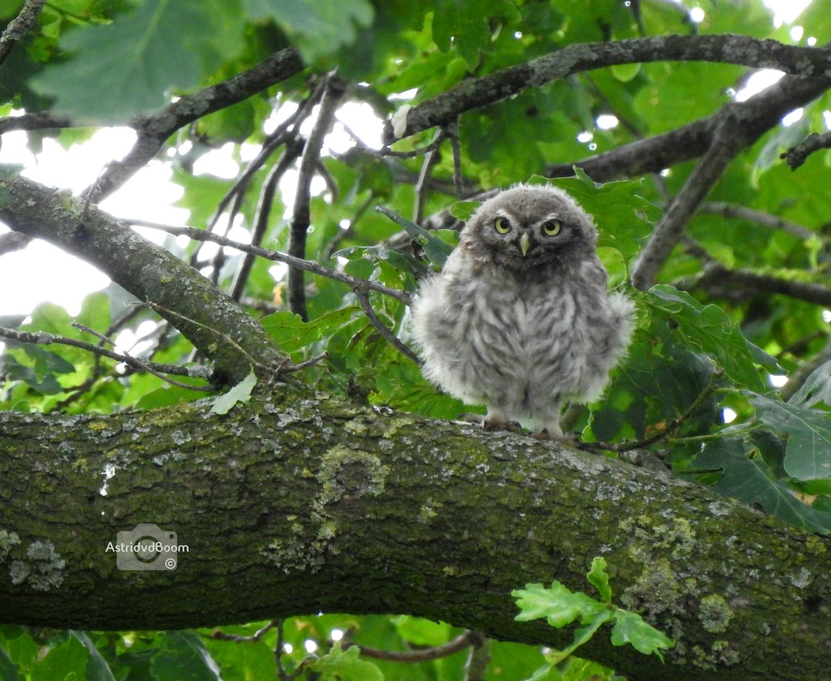Ik ga binnenkort last krijgen van 'het lege nest syndroom' als de
Uilskuikens  #Steenuiltje (in onze tuin) weer echt zijn uitgevlogen...
Zal ze gaan missen, dit is zó mooi 💚