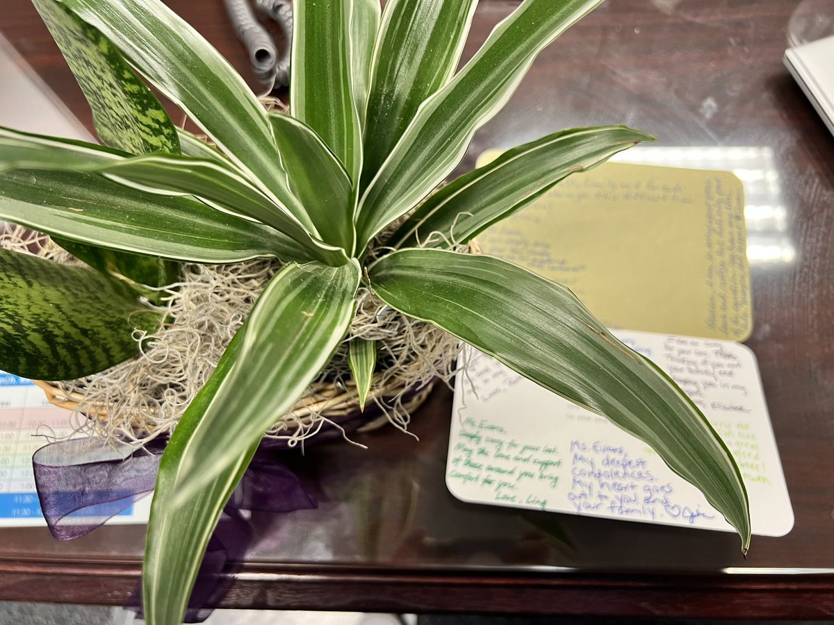 Lauren Hall 🐬 tweet media