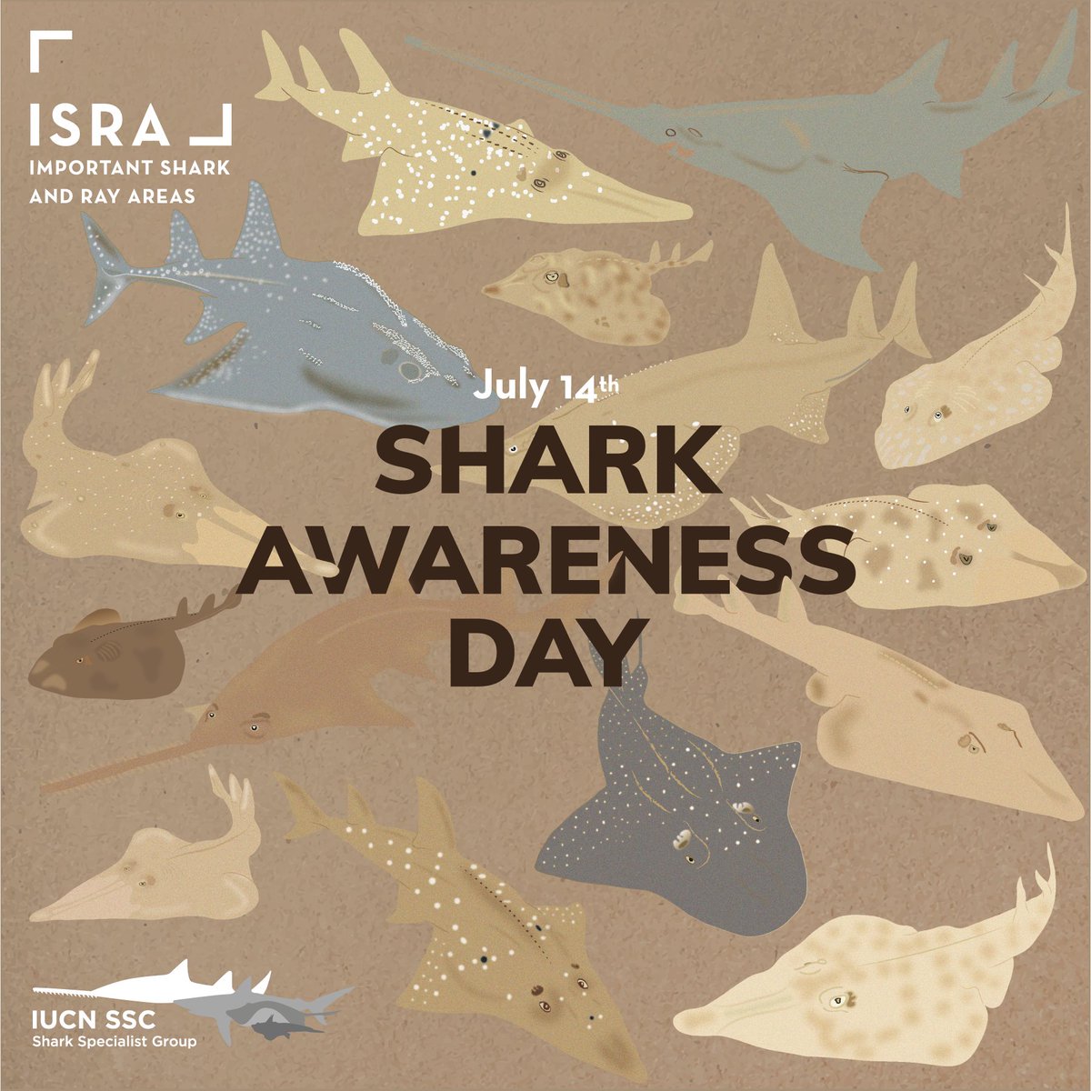 July 14th is #SharkAwarenessDay , and this year we're going to be highlighting some of the most threatened and least known marine fishes: rhino rays! Join us, and use #RhinoRay when you post. Please contact us for a media toolkit with images and talking points.