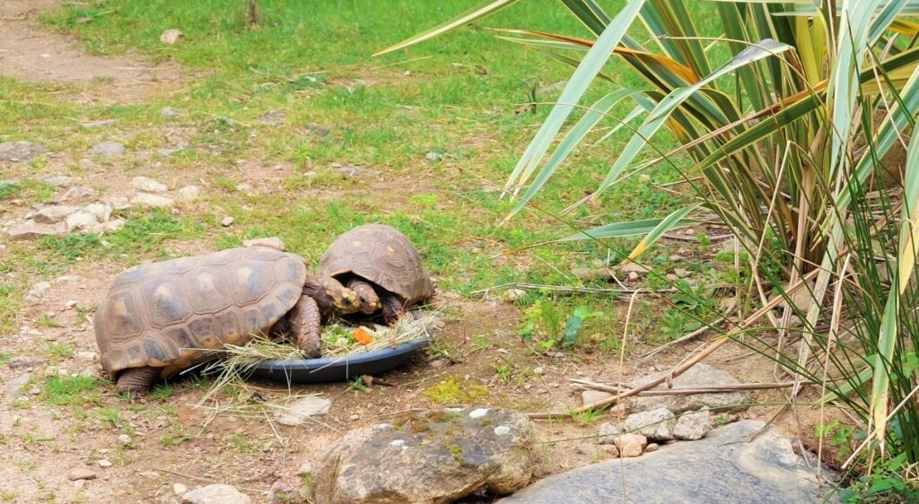 Jour 29 #SALC2023. La #tortue charbonnière 🐢, une tortue terrestre, vit 60 ans, dans le nord de l’Amérique du Sud, la région frontalière  de Bolivie-Paraguay-Brésil et les Petites Antilles.
Découvrez-la sur latfran.org/salc2023/
@francediplo @PhBastelica @MAL_217
#biodiversité