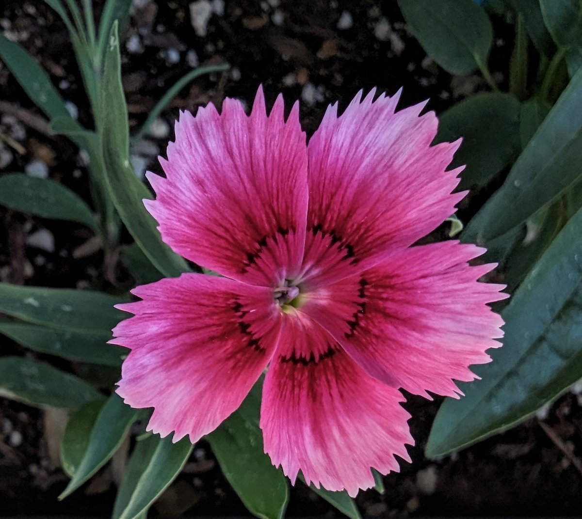 Dianthus blooming today