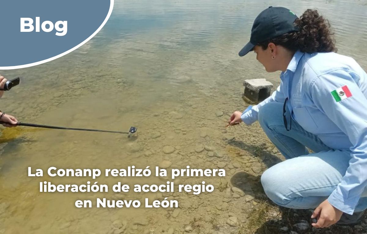 CONANP_mx's tweet photo. La #Conanp, en colaboración con la @uanl y el Patronato de Cerralvo AC., lograron la primera liberación de 40 ejemplares de #AcocilRegio (Procambarus regiomontanus), en el Parque Nacional #ElSabinal, Nuevo León. 💧
#Blog ➡️ https://t.co/h5Etqpz65y #ConservarParaVivir 🦐🌳🌊 https://t.co/Ckr2EcbQx0