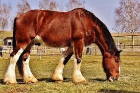 itsvictorrr's tweet photo. Singers as animals! (A Thread)

Weyes Blood - Horse https://t.co/b8ky852Gsu