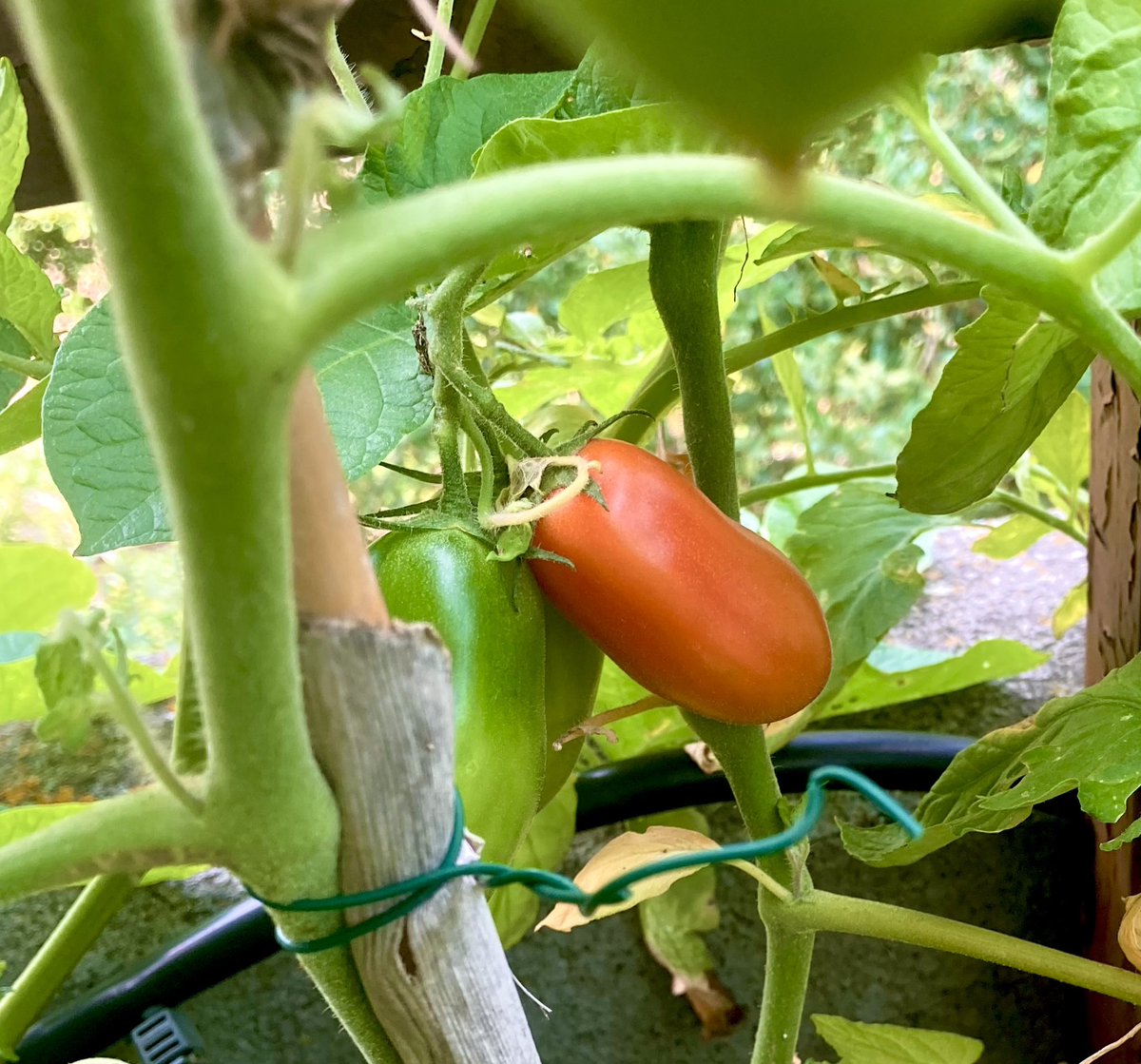 MovArturoRMXV's tweet image. Questa è la dimostrazione concreta che se si vuole, si possono coltivare #pomodori in vaso sul #terrazzo. I miei signor pomodori a cm 0 . #Roma E’ iniziato il raccolto, oggi 159 grammi…👨🏻‍🌾