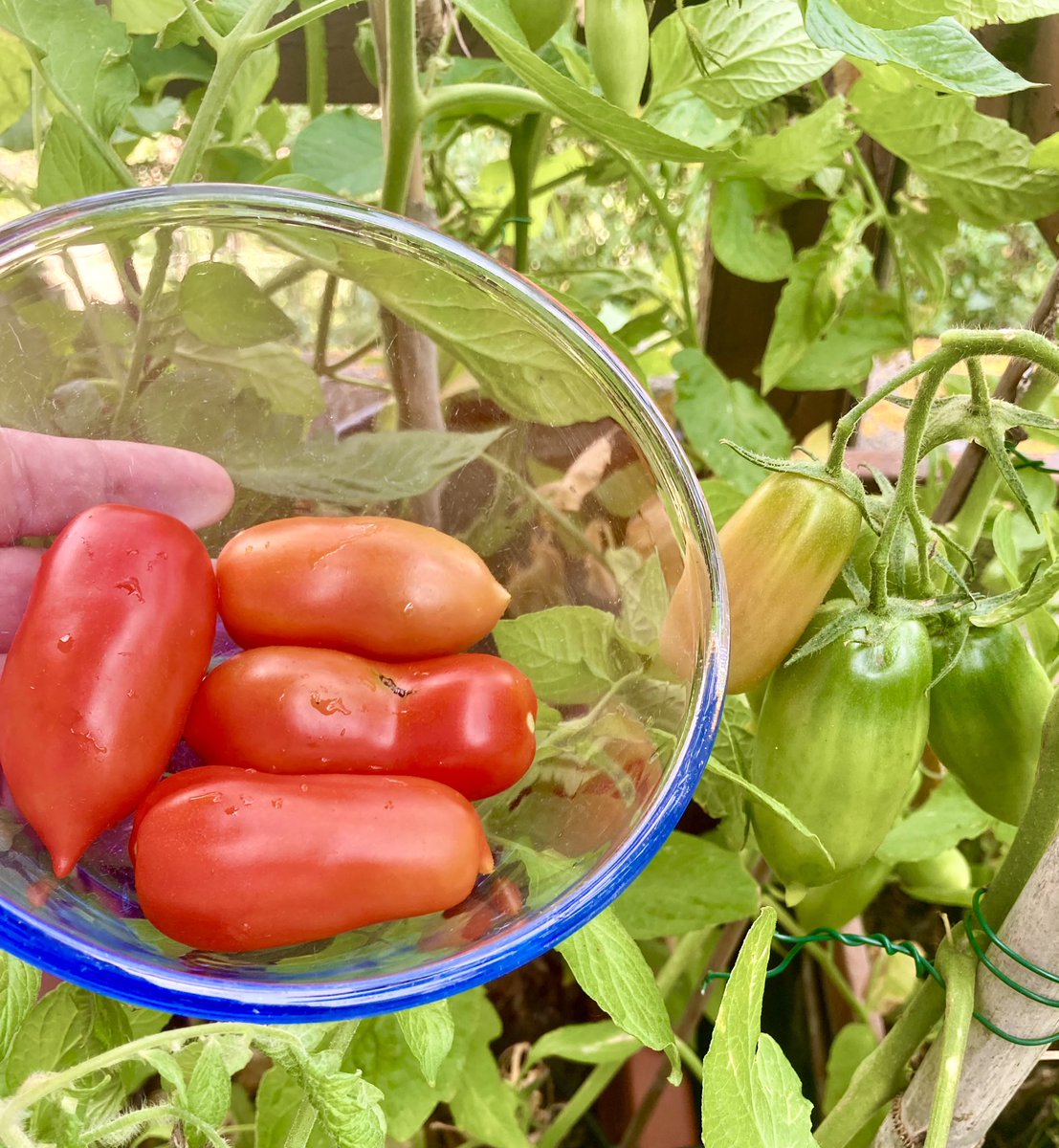 MovArturoRMXV's tweet image. Questa è la dimostrazione concreta che se si vuole, si possono coltivare #pomodori in vaso sul #terrazzo. I miei signor pomodori a cm 0 . #Roma E’ iniziato il raccolto, oggi 159 grammi…👨🏻‍🌾