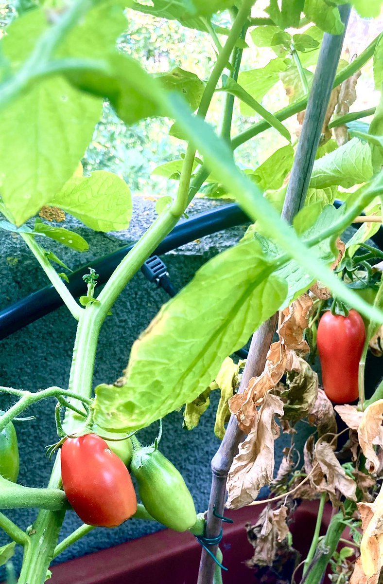 MovArturoRMXV's tweet image. Questa è la dimostrazione concreta che se si vuole, si possono coltivare #pomodori in vaso sul #terrazzo. I miei signor pomodori a cm 0 . #Roma E’ iniziato il raccolto, oggi 159 grammi…👨🏻‍🌾