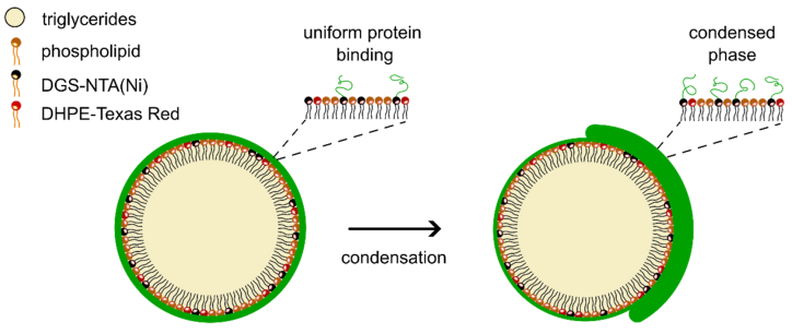 Interesting preprint suggesting that lipid droplets nucleate protein condensates. Lipid droplets as substrates for protein phase separation biorxiv.org/content/10.110…