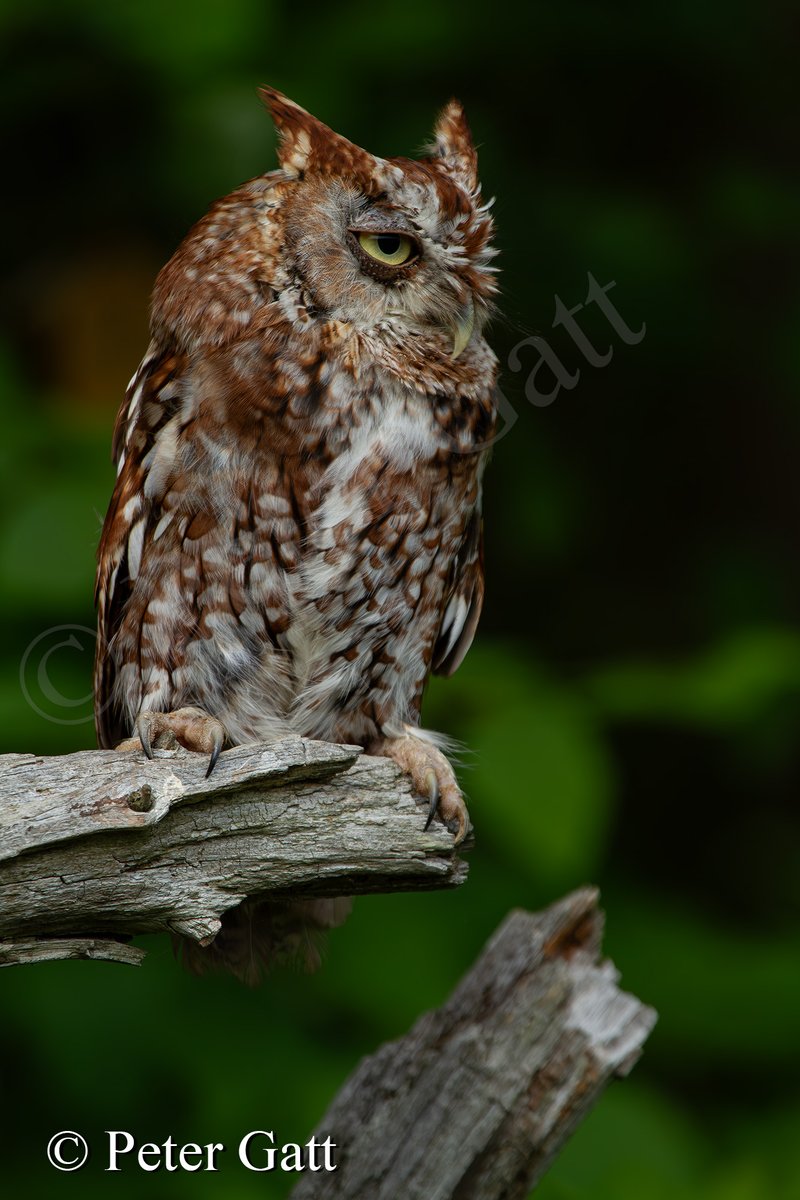 Birds of Prey Photography Workshop!
Eastern Screech Owl.
#learn #learnphotography#schoolofphotography#schoolofphotography_ca #petergatt#photo101 #school #photography#photo #workshop #classes #course#camera