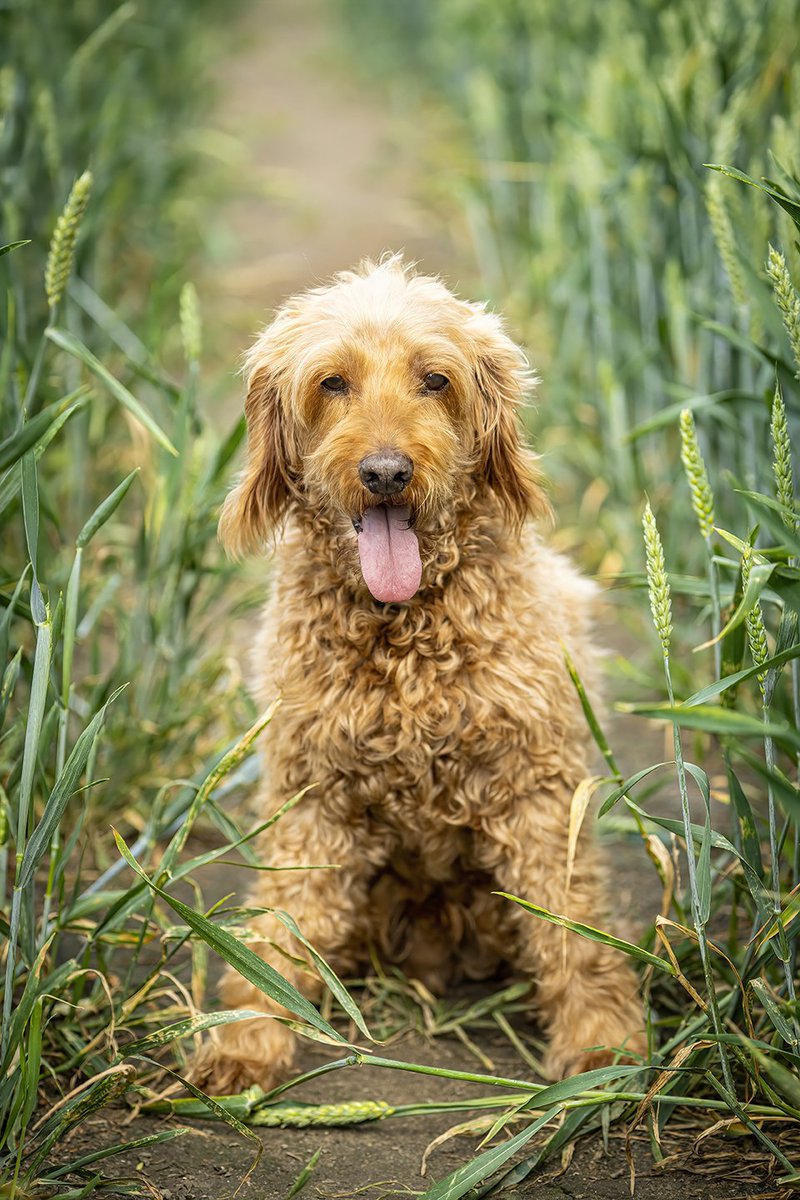 ChunAlan's tweet image. Always got time for a portrait. He seemed to be well up for a photo session today. #dog #dogsoftwitter #cockapoo #petportrait #petphotography #outdoors