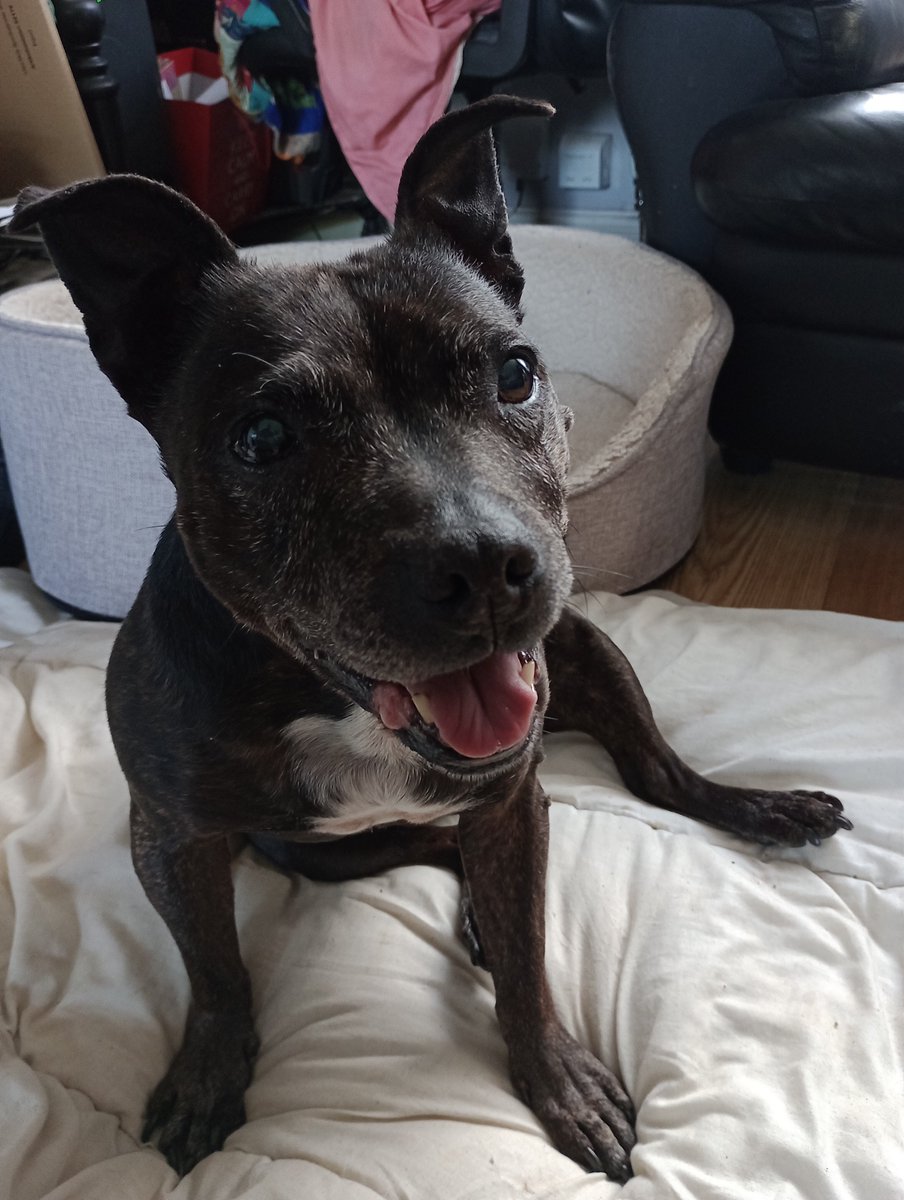 cortezvangerwen's tweet photo. The most beautiful smile in the world... #seniorstaffy #ellsbells https://t.co/t1ZbjINTcl
