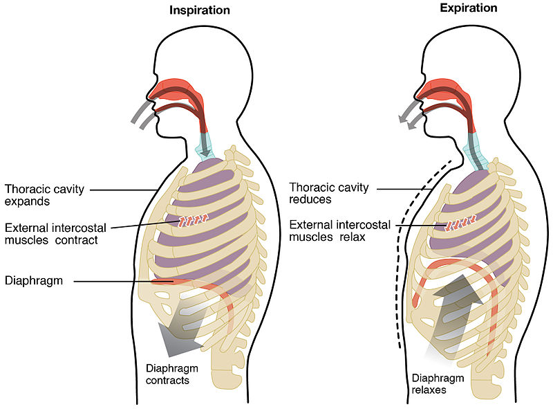 PelvicHealth's tweet photo. Tip to help decrease your #pelvicpain: Don't hold your breath. Why? Read this blog about 
Diaphragmatic breathing, pelvic pain, peeing and pooping ⤵️ 
 https://t.co/Sehat532EA https://t.co/EGnqEdUmi5