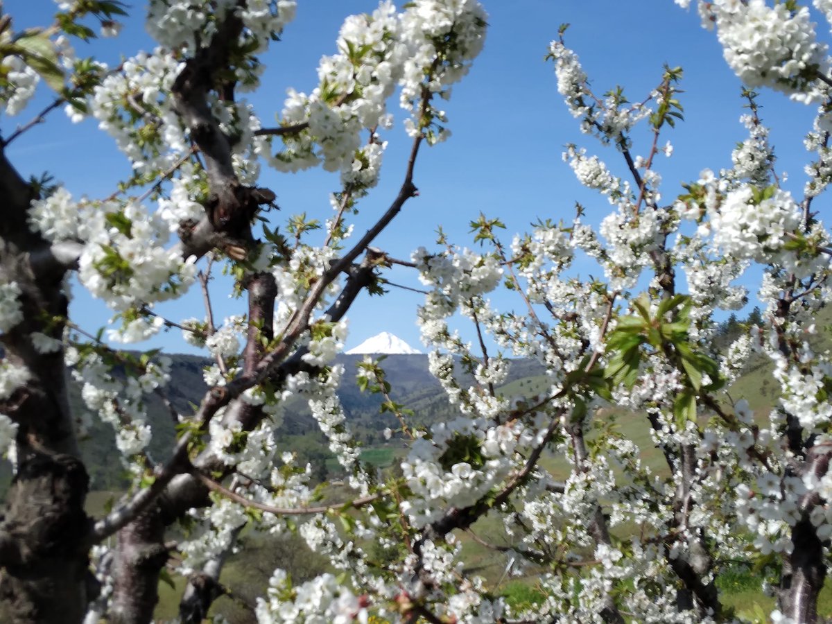 Explore_TD's tweet photo. Sandoz Farm, a true staple and at the heart of what makes us The Dalles, has its doors open all summer long! Visit this delightful farm nestled in the stunning mountains, and enjoy various fresh and yummy treats. Open until 4pm today so don't miss them!
#explorethedalles https://t.co/llAUoHYpjl