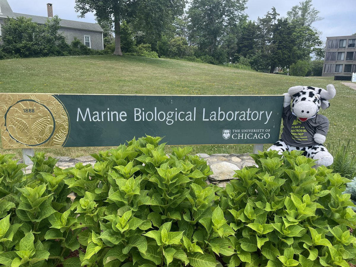 Leslie Day (@lesliedayly) on Twitter photo Miss Moo is pumped to kick off her summer with the Microbial Diversity course <a href="/MBLScience/">Marine Biological Laboratory (MBL)</a> Miss Moo is pumped to kick off her summer with the Microbial Diversity course <a href="/MBLScience/">Marine Biological Laboratory (MBL)</a>