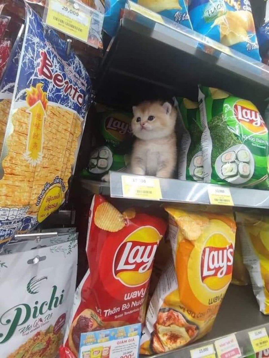 Pond0x_Airdrop's tweet photo. salgatinho https://t.co/XgRWNr2HXN
