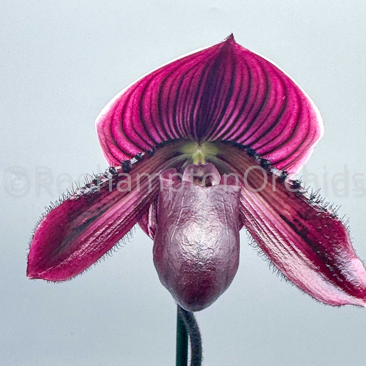 Roeorchids's tweet photo. Paph. Yi-Ying Santa Claus
#paphiopedilum #ladyslippers #orchids #plantscanada #canadianhouseplants #torontoorchids #torontoplants #torontoplantshop  #orchidsinbloom #orchidslovers #orchidflower #orchidsofcanada #Plantsmakepeoplehappy   #exotichouseplants #rareorchids https://t.co/Du9t8T66Mc