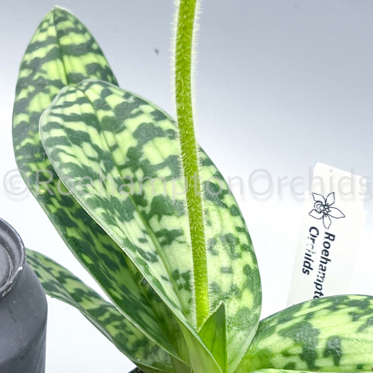 Roeorchids's tweet photo. Paph. Yi-Ying Santa Claus
#paphiopedilum #ladyslippers #orchids #plantscanada #canadianhouseplants #torontoorchids #torontoplants #torontoplantshop  #orchidsinbloom #orchidslovers #orchidflower #orchidsofcanada #Plantsmakepeoplehappy   #exotichouseplants #rareorchids https://t.co/Du9t8T66Mc