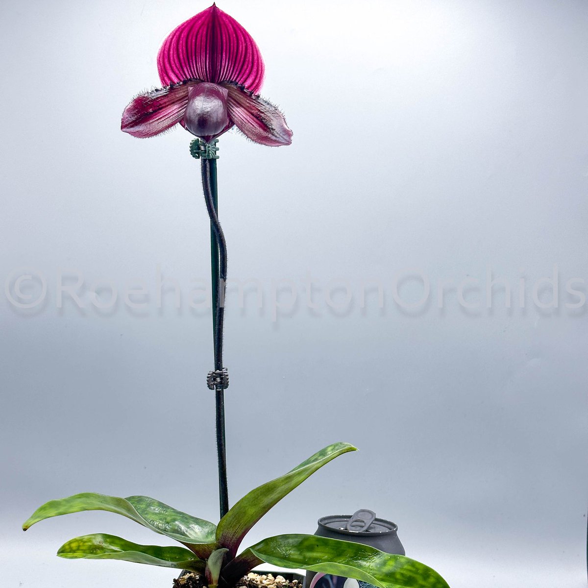 Roeorchids's tweet photo. Paph. Yi-Ying Santa Claus
#paphiopedilum #ladyslippers #orchids #plantscanada #canadianhouseplants #torontoorchids #torontoplants #torontoplantshop  #orchidsinbloom #orchidslovers #orchidflower #orchidsofcanada #Plantsmakepeoplehappy   #exotichouseplants #rareorchids https://t.co/Du9t8T66Mc
