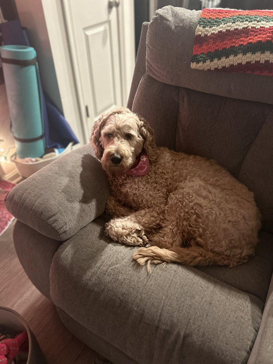 Kendra_Mac06's tweet photo. Fluffier than a cloud ☁️🐾 🥰 https://t.co/40yPRENhch