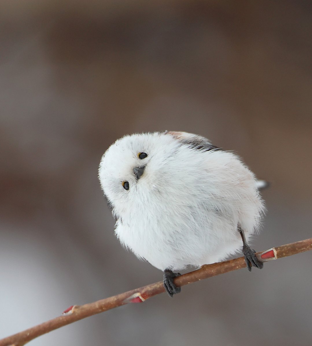 daily_simaenaga's tweet image. 《今日は何の日？》１月２０日は『シマエナガの日』 北海道に分布する野鳥『シマエナガ』は、真っ白な体につぶらな瞳で“雪の妖精”とも呼ばれ、体重は７グラムほどしかない。寒いほど羽の中に空気を入れて膨らむことから、１年で最も寒い日とされる大寒が『シマエナガの日』として制定された。