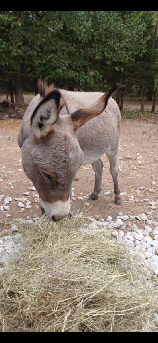 WadeCook64's tweet image. Little Miss Petunia.❤️😎