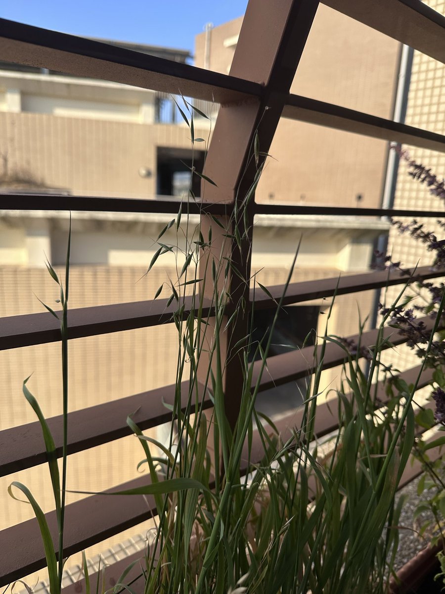 SMOW_Lin's tweet photo. 黑燕麥耶！ https://t.co/EPEJzKgHAL