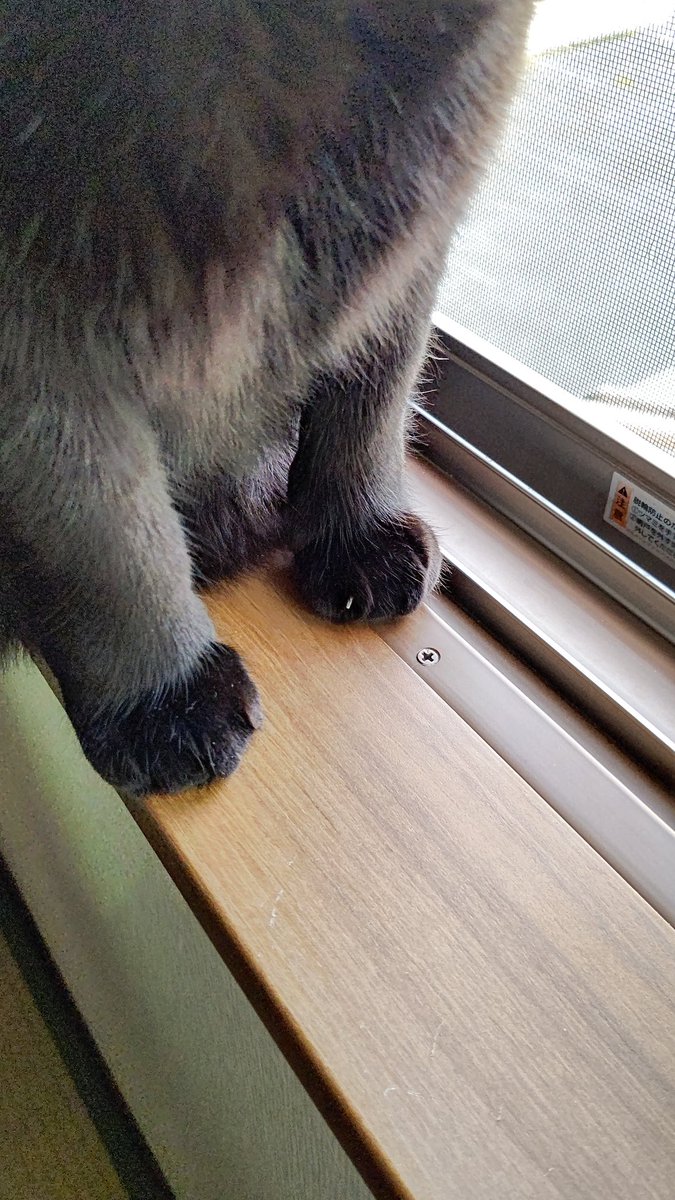 お手々。
ムクムク。

#クロ10キロ
#愛猫