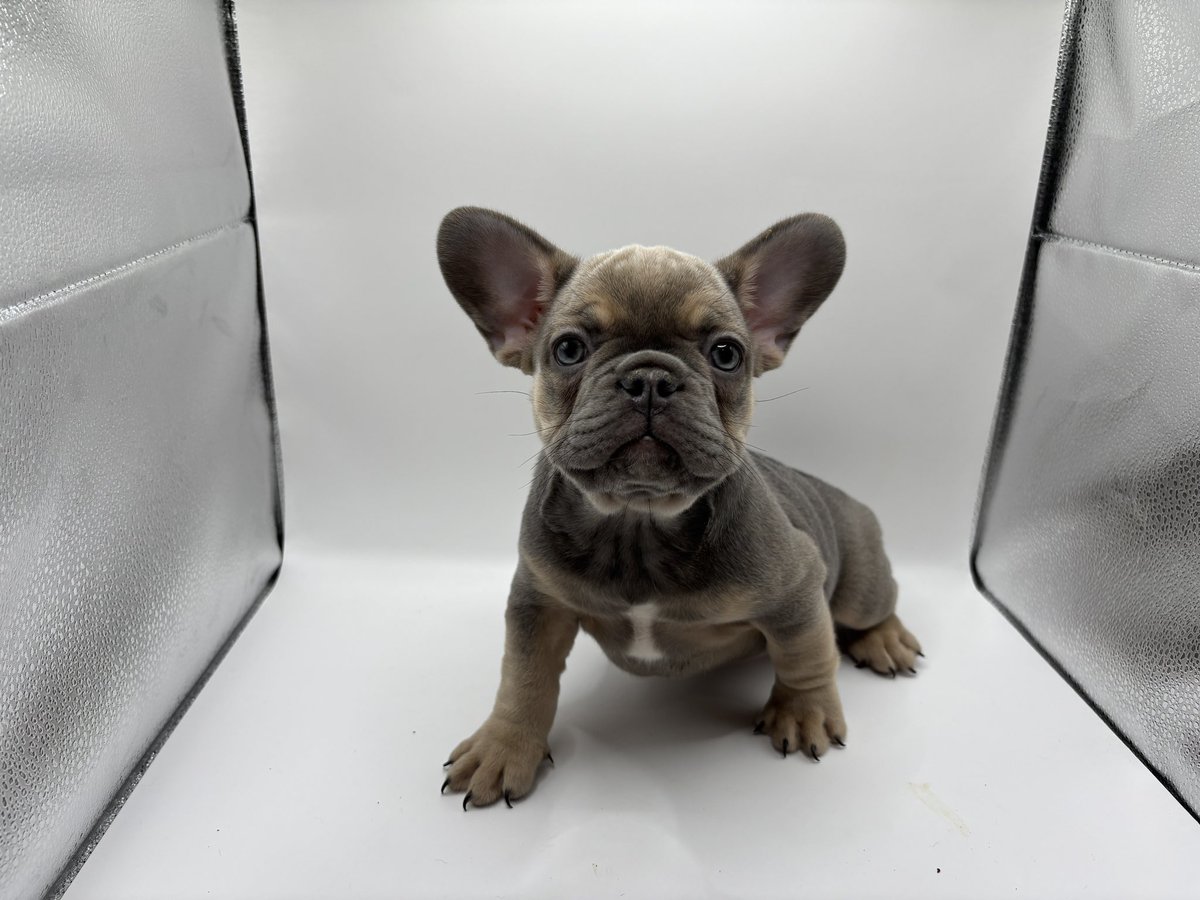 Mr.French’E 🧬🐾 (@drizzsmd) on Twitter photo 