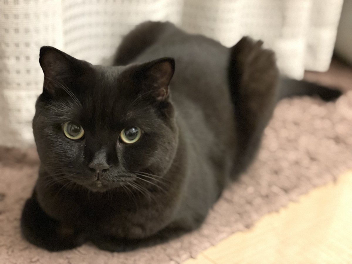 ちゃたろう (@CharlieSK) / Posts / X