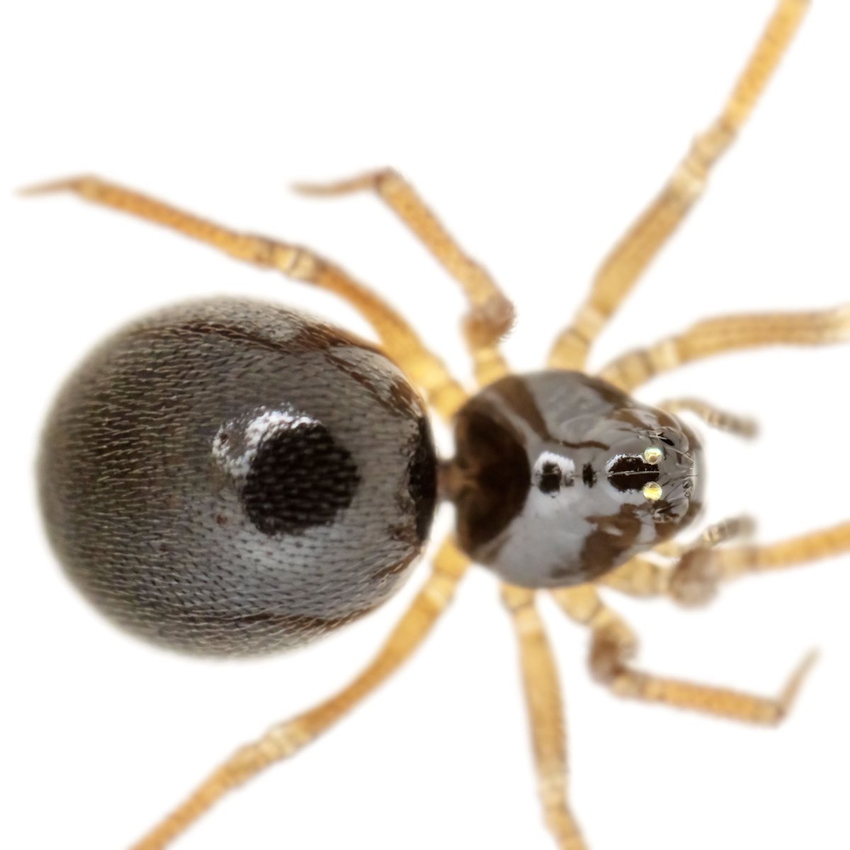 monday_spider tweet media