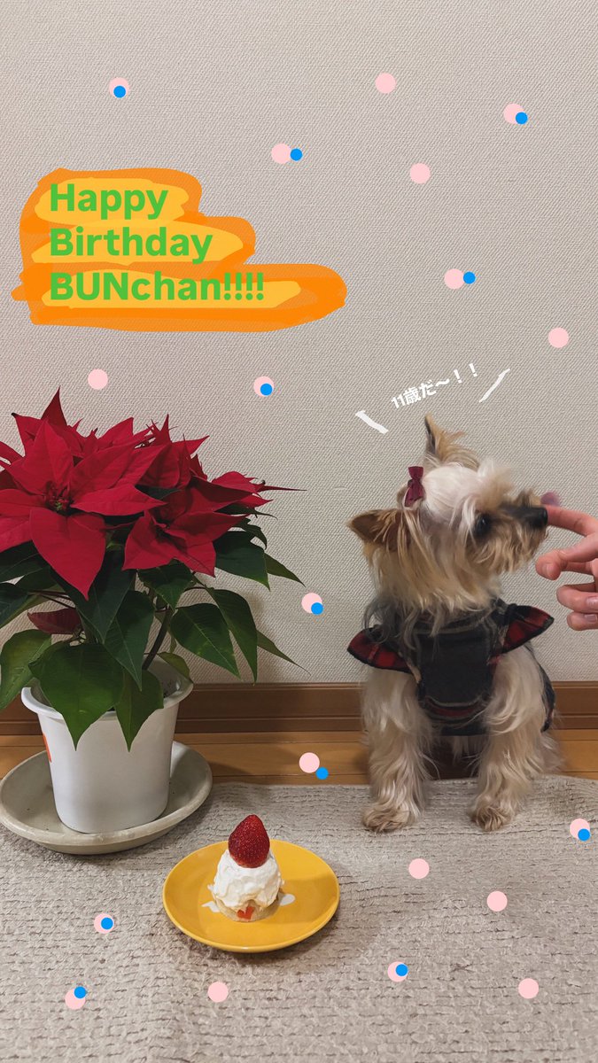 0116Menuett's tweet photo. 1/16🎂ブンちゃんお誕生日でした〜！！！
まだまだ食欲旺盛だよ✌️ https://t.co/4deD8BQPxO