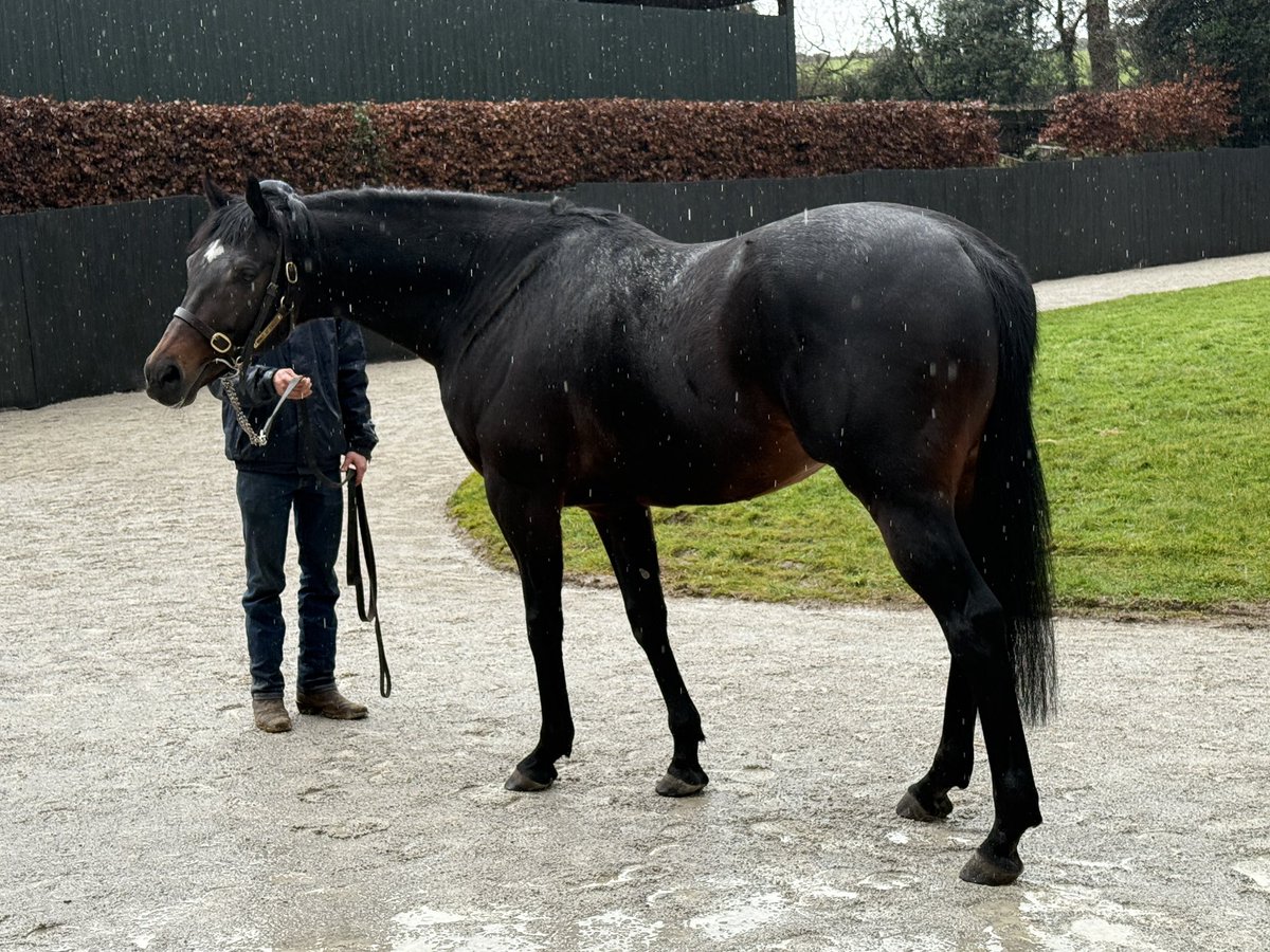 Mel Smith Bloodstock tweet media