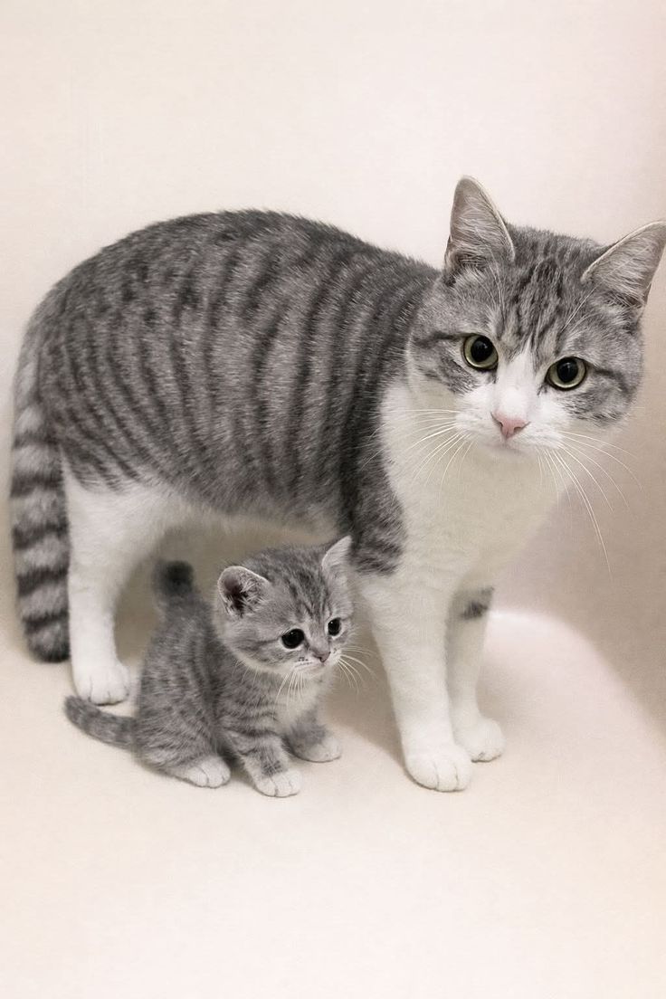 nekocatts's tweet photo. Mini me 🤏 https://t.co/nmSaGIXgYj