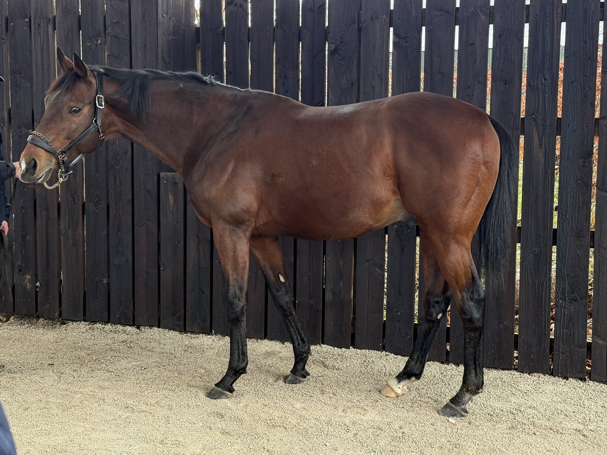 Mel Smith Bloodstock tweet media