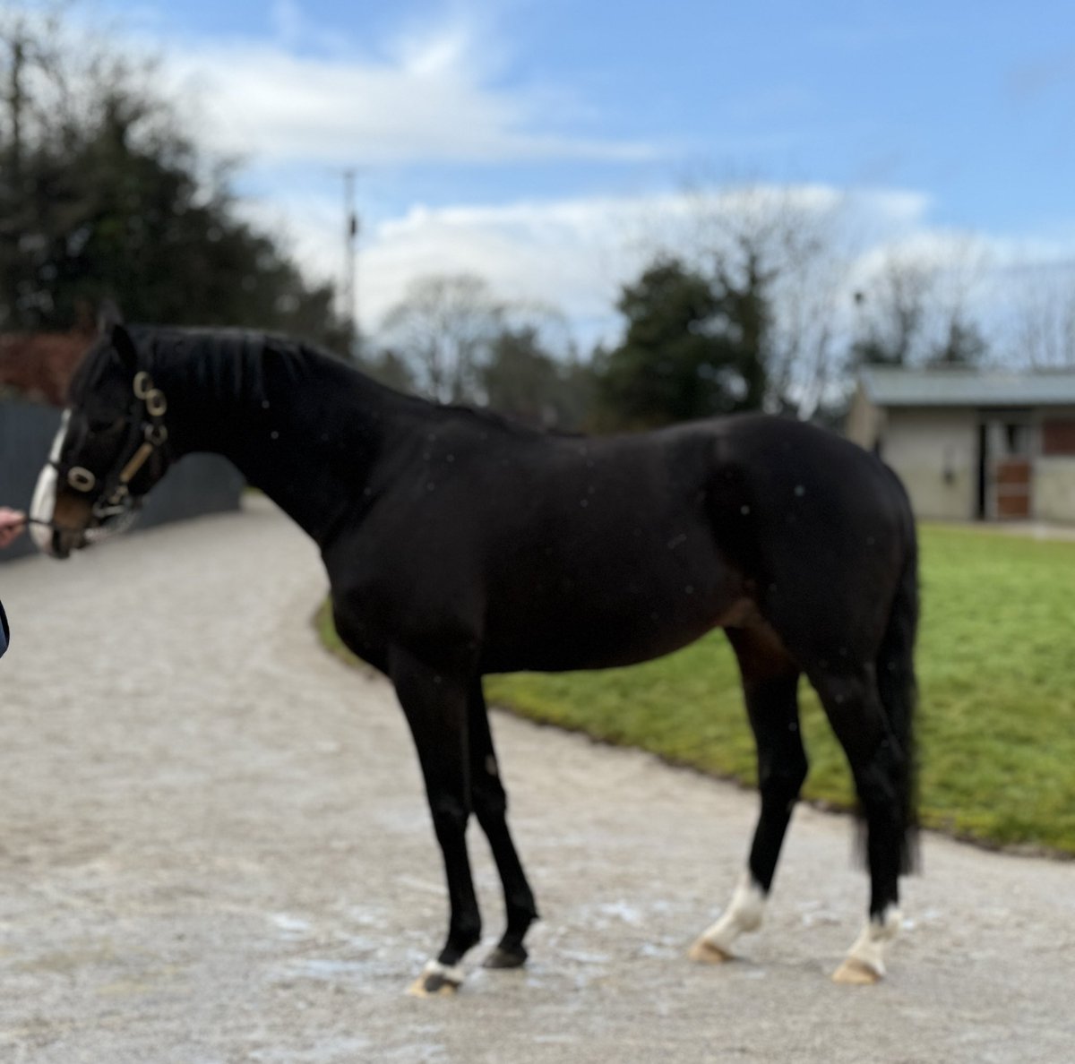 Mel Smith Bloodstock tweet media