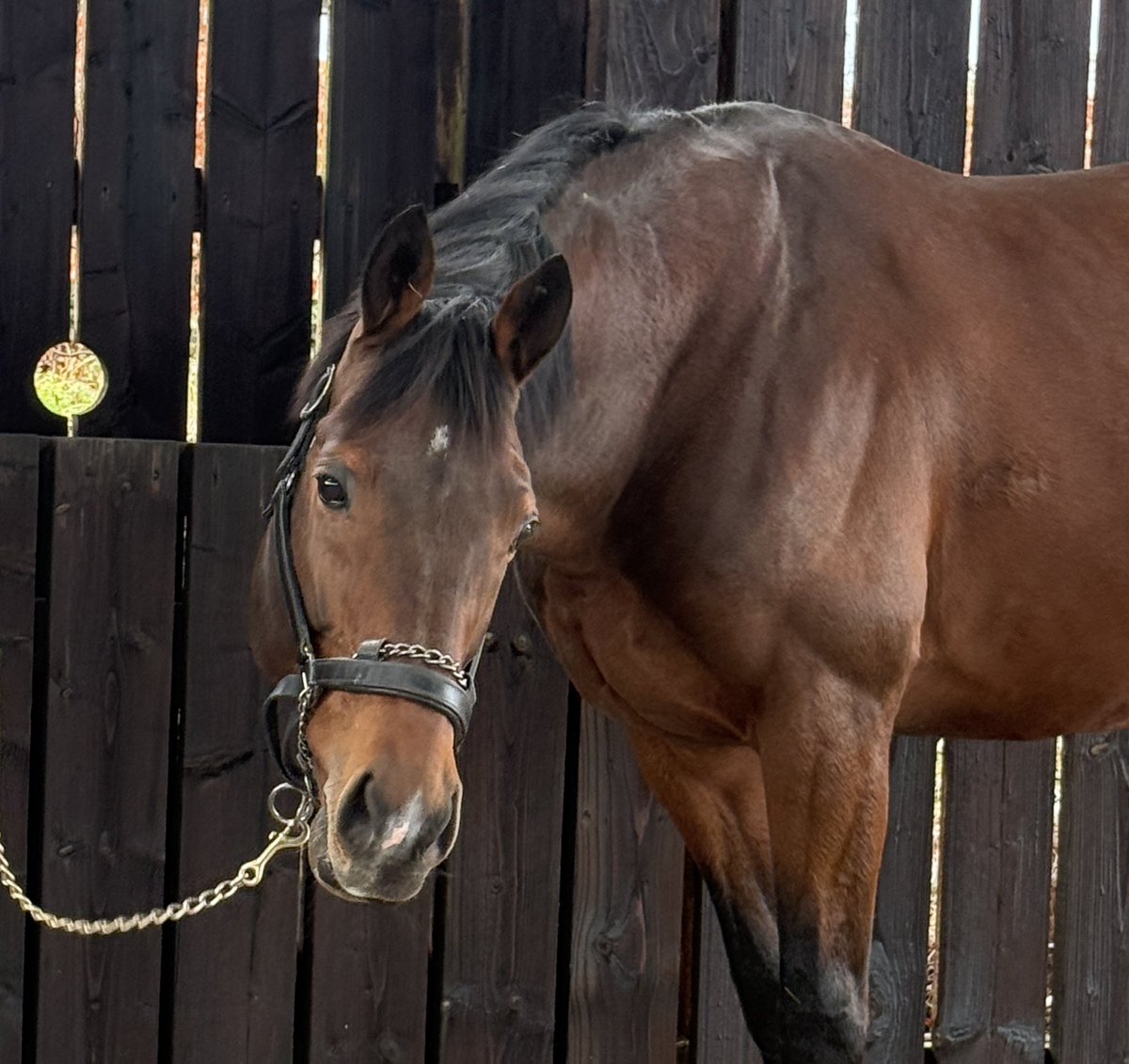 Mel Smith Bloodstock tweet media