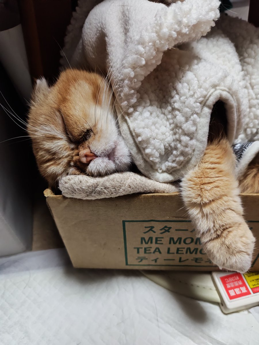 ू'-') ᵒᑋᵃᵞᵒ⛄️