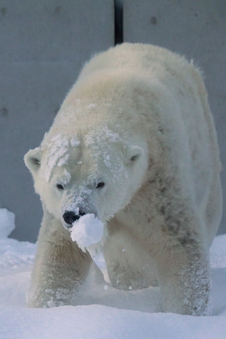 ねこさん.. (@cat_0515) / Posts / X