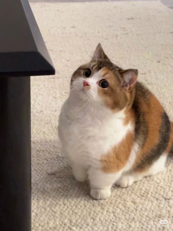 Cats all the way (@nekocatts) on Twitter photo 