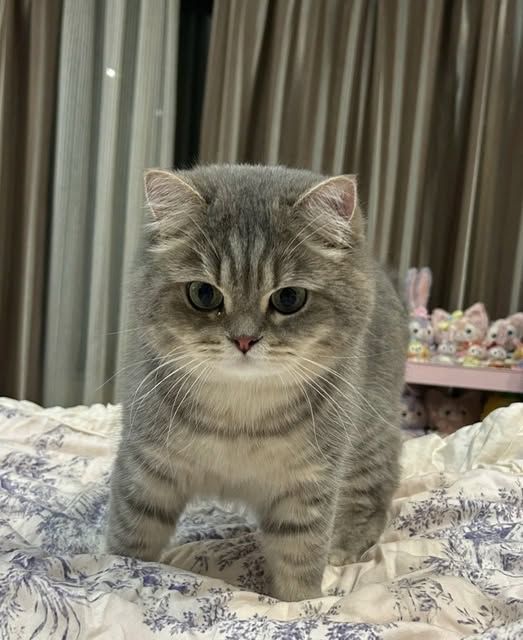 Cats all the way (@nekocatts) on Twitter photo 