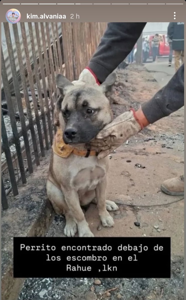 kotykatzchen's tweet image. Perrito encontrado #Lirquen #Biobio #IncendioForestal