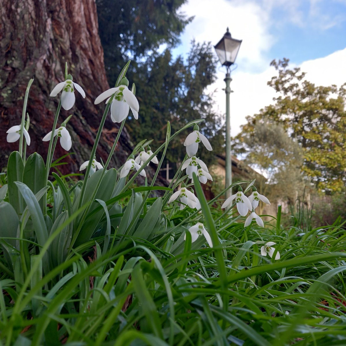 Anonymous__Vent's tweet photo. @RussellB1ggs I saw Snowdrops this week but I ain't seen one of those! https://t.co/TLGRq1Fq22