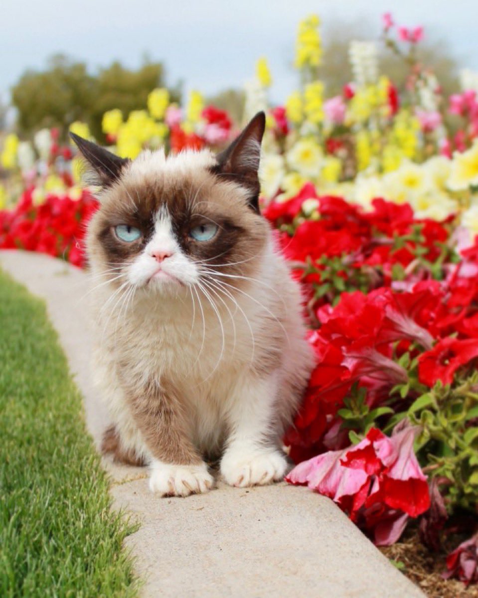 <a href="/okx/">OKX</a> 6R7UD3L7qLvbWXSmjGmYABrMau3PfcNvQDYytG5SBAGS

Community backing the most viral cat in history, $GrumpyCat knows the plan.   Give 100 percent of creator fees to the owner of the <a href="/RealGrumpyCat/">Grumpy Cat</a> (she knows) , establish relationship with BAGS personnel, and spread the word until 100m
