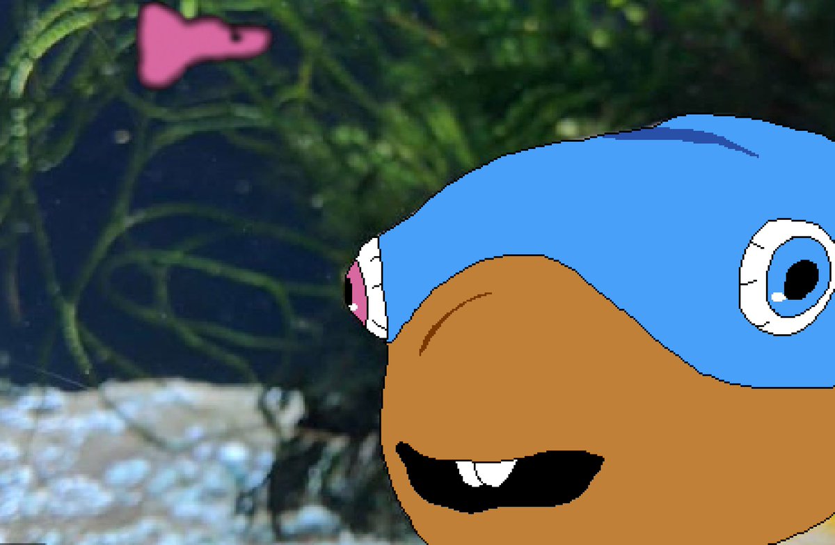 The doise tweet media