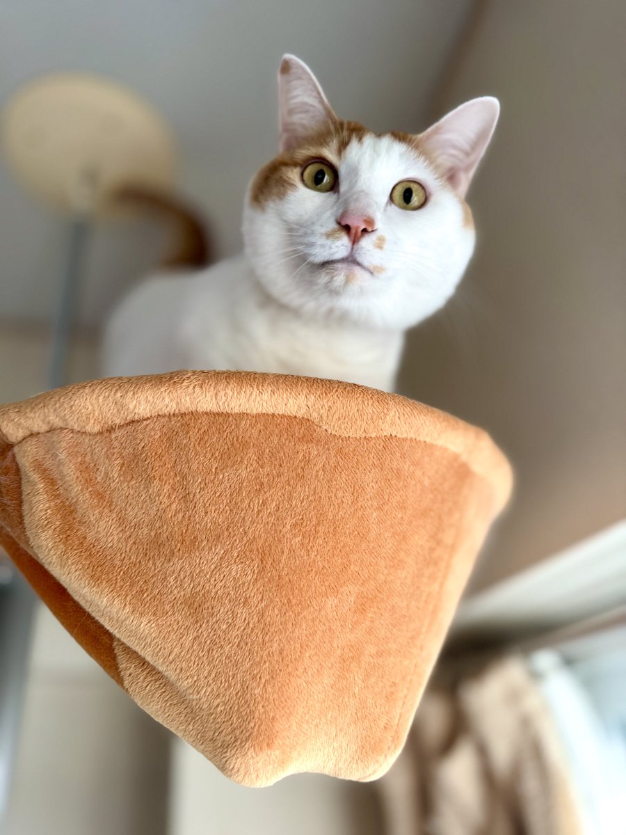 おはようゲタップ！月曜日😺✨ 今週も元気に遊ぶニャ！！ #cat #猫 #猫