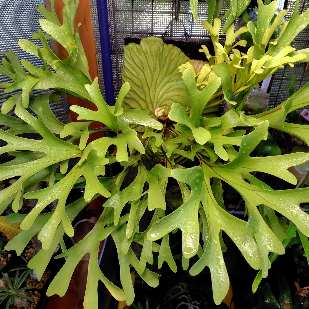 おはビ
#platycerium
#ビカクシダ