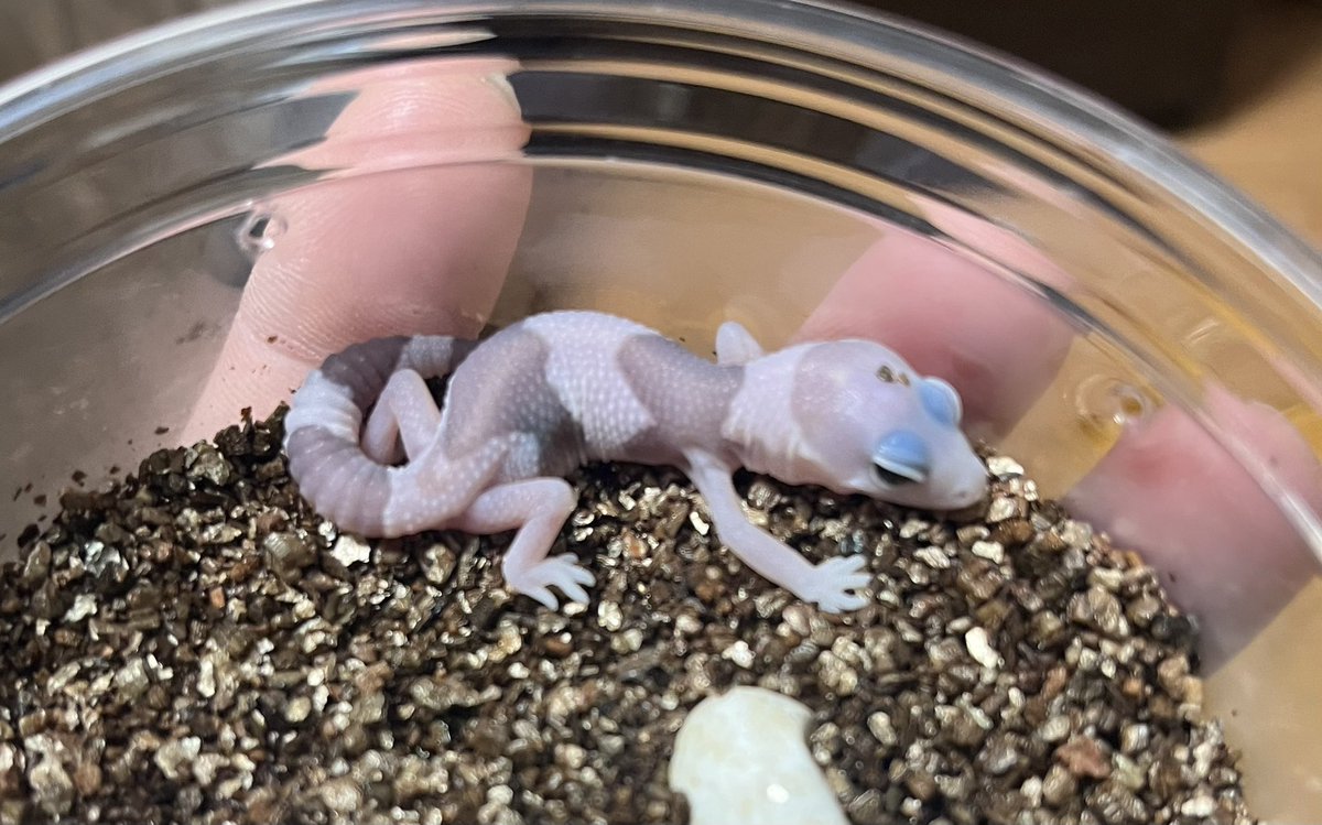 NoahRepGecko's tweet photo. 我が家ベビーラッシュ👶
まだまだこれから産まれてくる子たちが待ち遠しい🦖
#fattailgecko #fattail #ニシアフ https://t.co/H6bLBMsltn