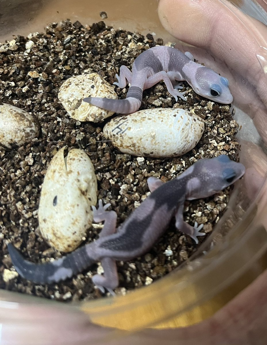 NoahRepGecko's tweet photo. 我が家ベビーラッシュ👶
まだまだこれから産まれてくる子たちが待ち遠しい🦖
#fattailgecko #fattail #ニシアフ https://t.co/H6bLBMsltn