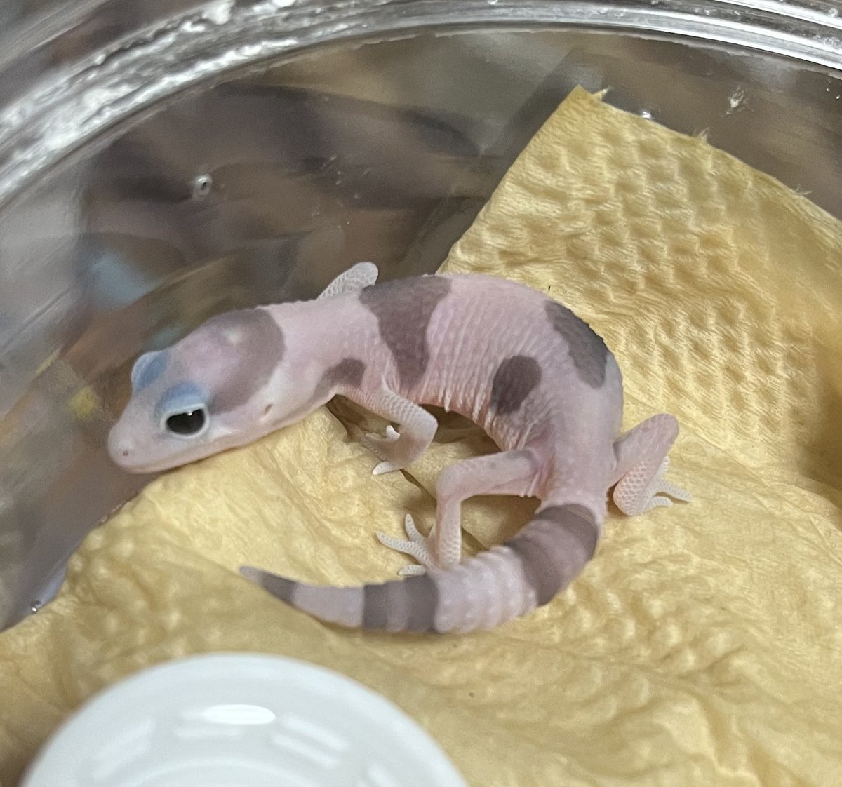 NoahRepGecko's tweet photo. 我が家ベビーラッシュ👶
まだまだこれから産まれてくる子たちが待ち遠しい🦖
#fattailgecko #fattail #ニシアフ https://t.co/H6bLBMsltn