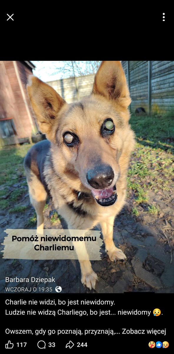 Kochany, niewidomy Charlie ❤️❤️❤️ pilnie szuka kochającego Domu! ❤️

Schronisko Korabiewice, 
tel. 519-615-975

facebook.com/share/p/187n7L…

Więcej info pod spodem.