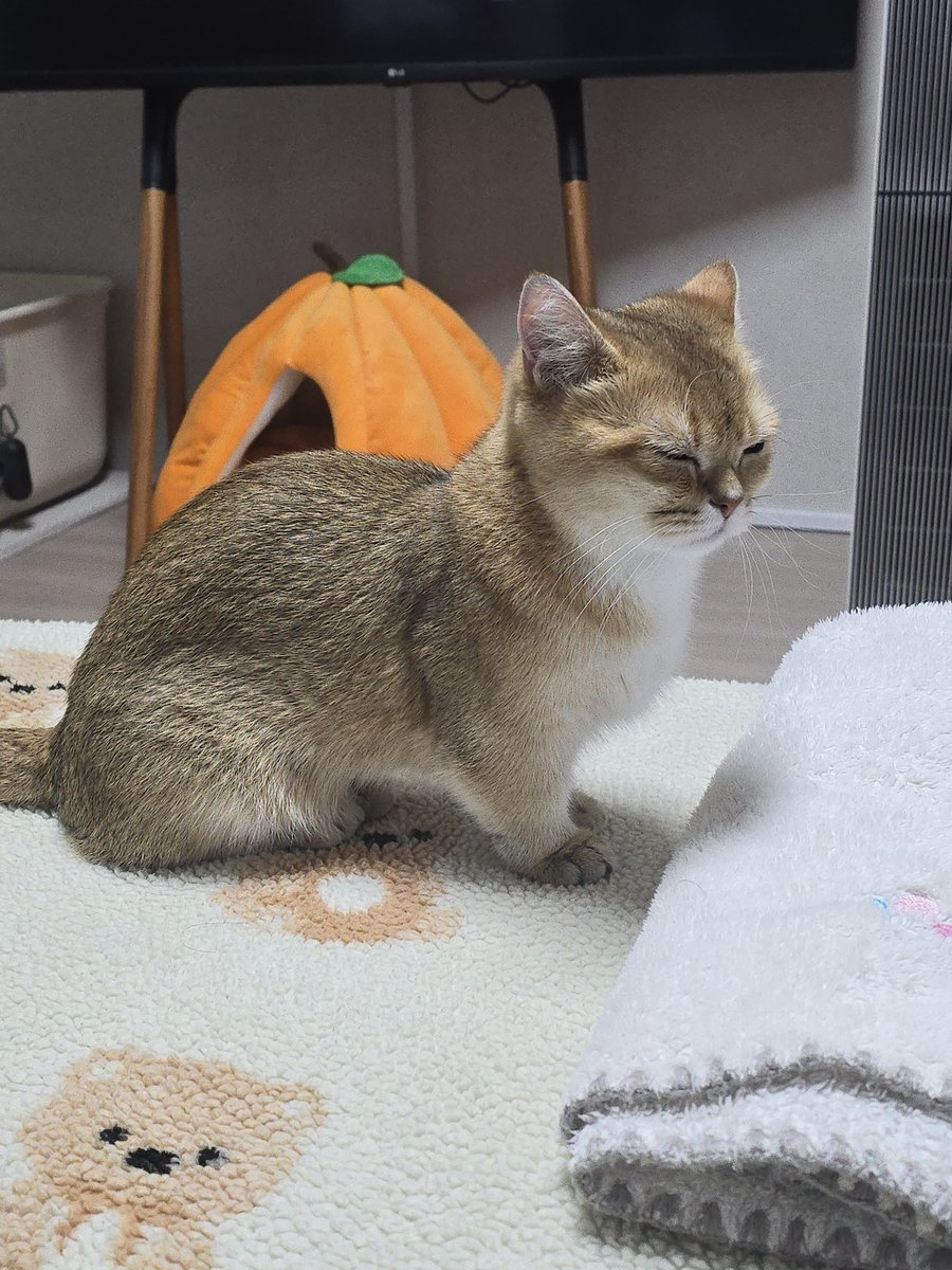 고앵이들 보고시퍼ㅜㅜ